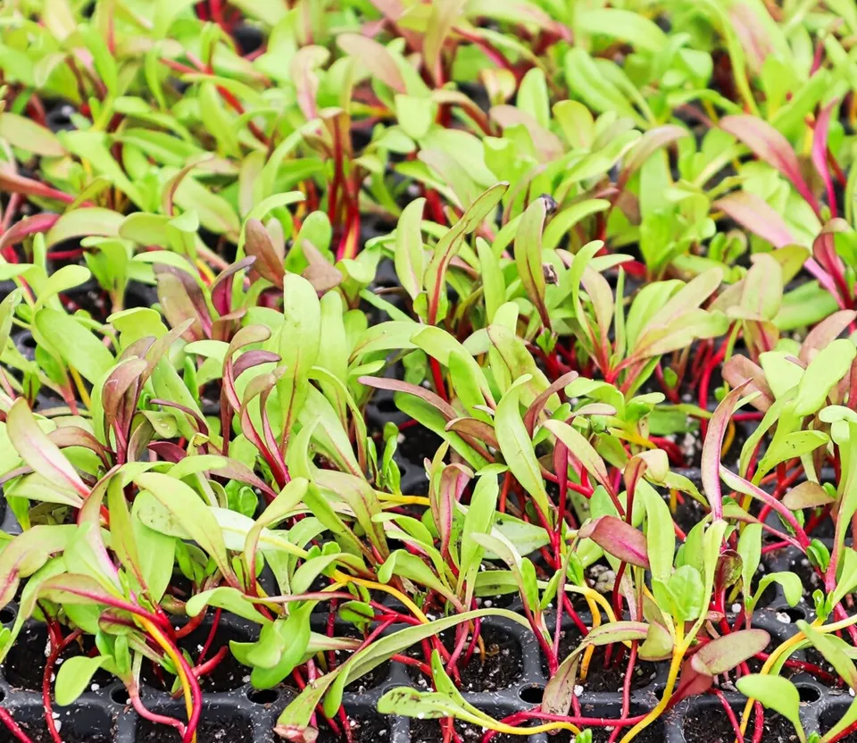 Rainbow Swiss Chard Microgreen Seeds Non-GMO Heirloom 50 Seeds Easy Grow - £6.15 GBP