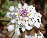 Candytuft, 200 Seeds, Iberis Gibraltarica, White Flowers,Ground Cover - £5.27 GBP