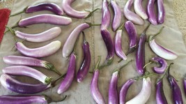 25 Bride Eggplant White Purple Fruit Vegetable Solanum Melongena Seeds Fresh See - $15.20