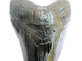 7 INCH LONG MEGALODON TOOTH REPLICA BIG FOSSIL GIANT RELIC TEETH HUGE SH... - $37.57
