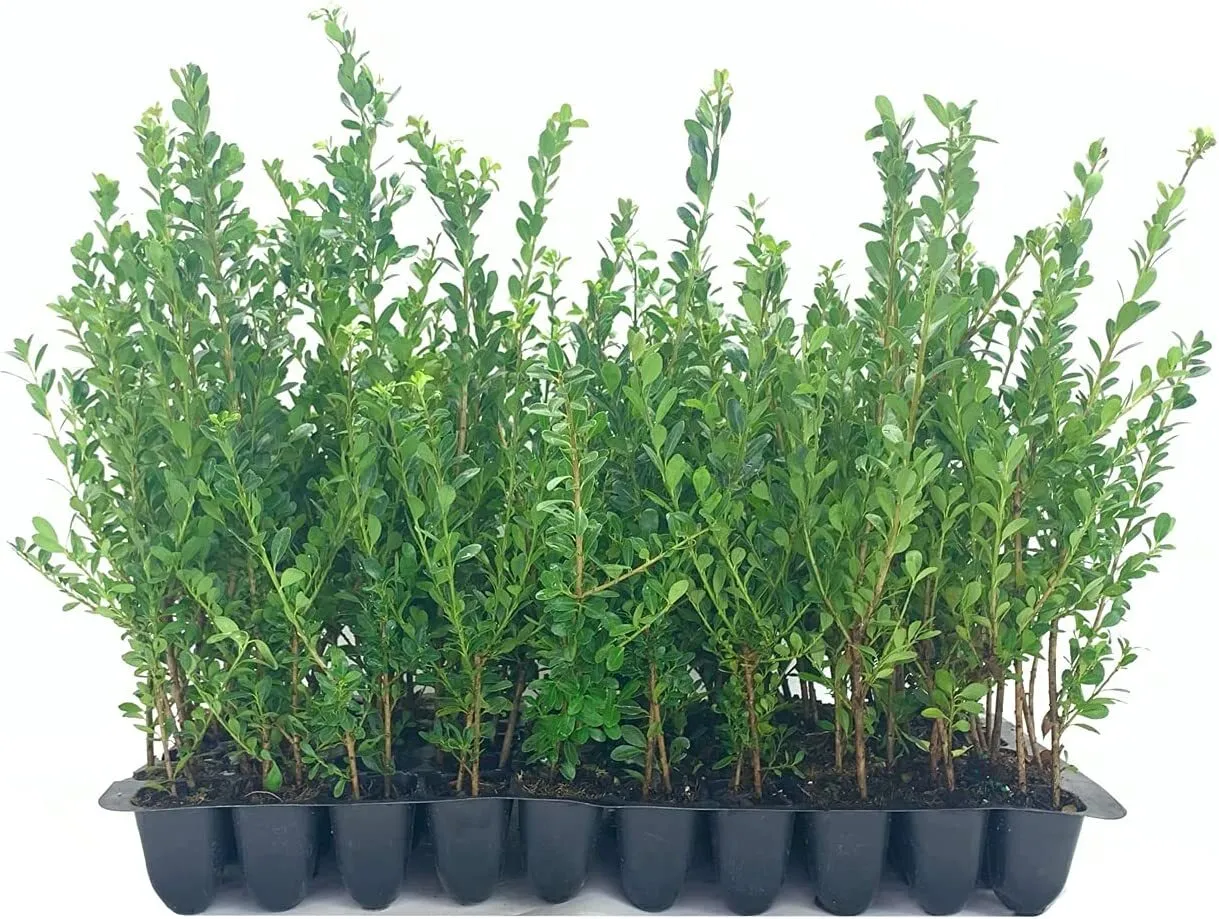 Japanese Holly Live Plantslex Compacta Crenata Low Hedge Shrub - $40.77