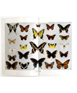 1927 Butterflies 24 Types Insect Chart Art Plate Color Book Print Wildli... - $24.99