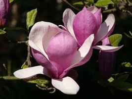 PWO Magnolia Tree Seeds Trees With Flowers That Look Like Saucer Cup/Ts - £5.66 GBP