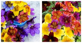 1000 Ez Annual Flower Seed Mix (Salpiglosis Grandiflora) Flowers - £15.11 GBP