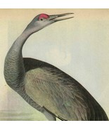 Sandhill Crane Bird 1946 Color Art Print John James Audubon Nature DWV2C - £30.12 GBP