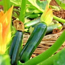 ArfanJaya 30  Zucchini Summer Squash Seeds Black Beauty Organic Heirloom - £6.53 GBP