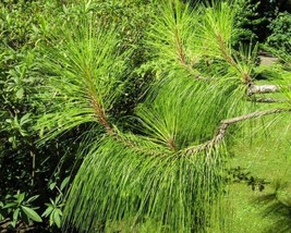 Pinus Yunnanensis (Yunnan Pine) 10 seeds - £1.32 GBP