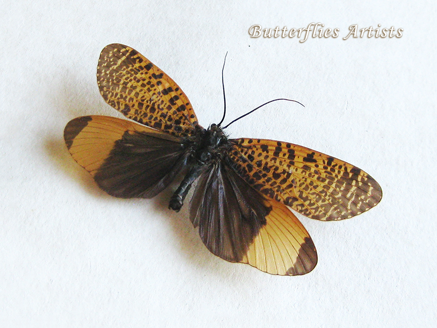 Eubasilissa Regina Mottled Caddisfly Framed Entomology Collectible Shado... - $52.99