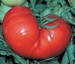 Tomato Seed, Red Ponderosa, Heirloom, Organic, 100 Seeds, Non Gmo, Large Tomato - £5.50 GBP