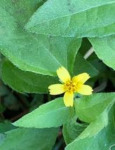 Horseherb 4 Inch. 400 seeds Texas horseherb (Calyptocarpus vialis) - £12.86 GBP+