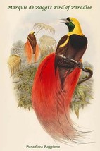 Paradisea Raggiana - Marquis de Raggi&#39;s Bird of Paradise by John Gould - Art Pri - £17.29 GBP+