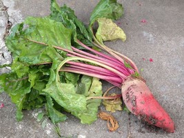 Beet Mangel Seeds 50 Seeds Red Mammoth Vegetable Non-Gmo Fresh Garden Usa Seller - £6.16 GBP