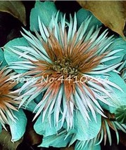 Acid Blue Clematis Perennial with White-Brown 100PCS Seeds Climbing - $18.93