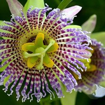 New Fresh Seeds Passiflora Ligularis 10 Live Seeds Sweet Granadilla Sugar Fruit  - £14.23 GBP