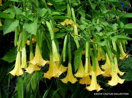 Golder Angel&#39;S Trumpet Brugmansia Sanguinea Aurea Flowering Tree Seed 10 Seeds U - £20.63 GBP