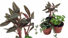 Terrarium &amp; Fairy Garden Plants - 3 Plants in 2&quot; pots - C2 - £37.58 GBP