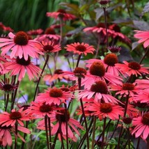 50 Solar Flare Coneflower Echinacea Flower Perennial Flowers Seed - $7.22