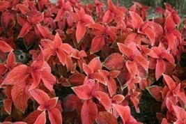 Coleus Seeds Wizard Sunset Seeds 50 Seeds Garden USA Seeds - $8.00