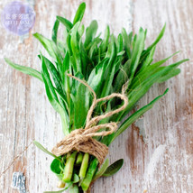 Russian Tarragon Seeds, Professional Pack, 10 Seeds, aromatic and culinary prope - £6.61 GBP