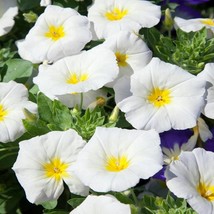 New Fresh Seeds Growing Morning Glories From Seeds White Dwarf Morning G... - £8.77 GBP