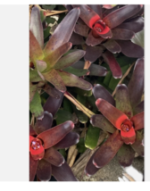 pack of 2 - FIREBALL Pups BROMELIAD Colorful Terrarium Vivarium Dart Frog - $25.71