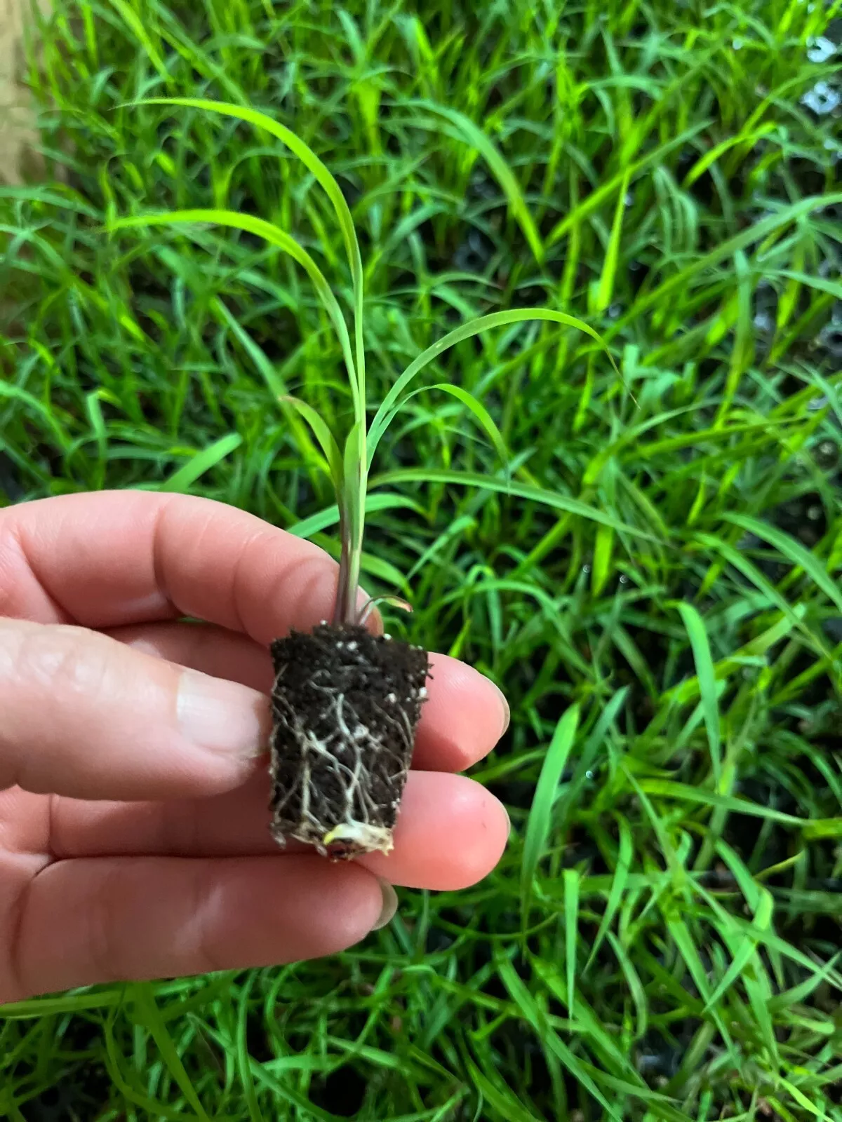 Starter Plants Lemongrass Flexuosus Live Plants, Aromatic Herb  - $23.96