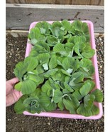 SALE (25) Water Lettuce Koi Pond Floating Plants Rid Algae 2-3&quot; Filter Fish - €53,47 EUR
