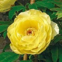 10 Seeds Golden Yellow Peony Tree Flower Seeds - £8.22 GBP