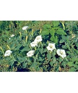 50 Jimpson Weed Datura Seeeds Datura Stramonium Fresh New Seeds - $8.75 CAD