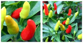Super Chili Pepper Plant - Early/Hot - 2.5&quot; Pot - £29.22 GBP