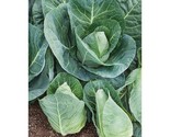 500 Seeds Cabbage Seeds Early Jersey Wakefield Heirloom Non Gmo Fresh Fa... - $8.99