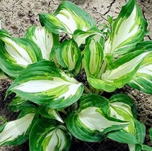 200 Seeds Japanese Hosta Seeds Perennials 6 Colors Available Fresh Garden USA SE - $11.05