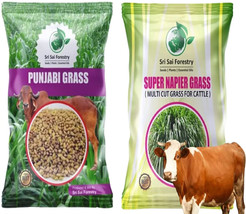 Super Napier Super Punjabi Grass Seebs Combo Pack 100g Each Animal Fodde... - £70.08 GBP