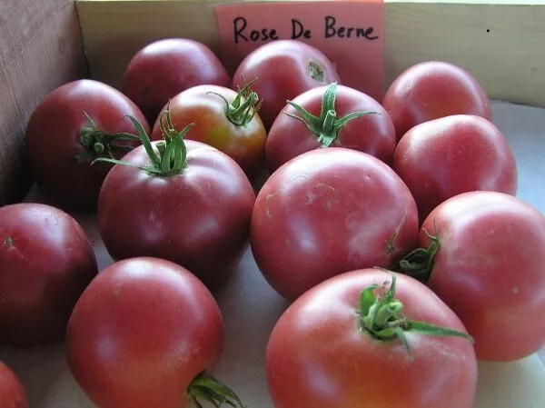 50 Seeds Rose De Berne Tomato Vegetable Garden - $9.60