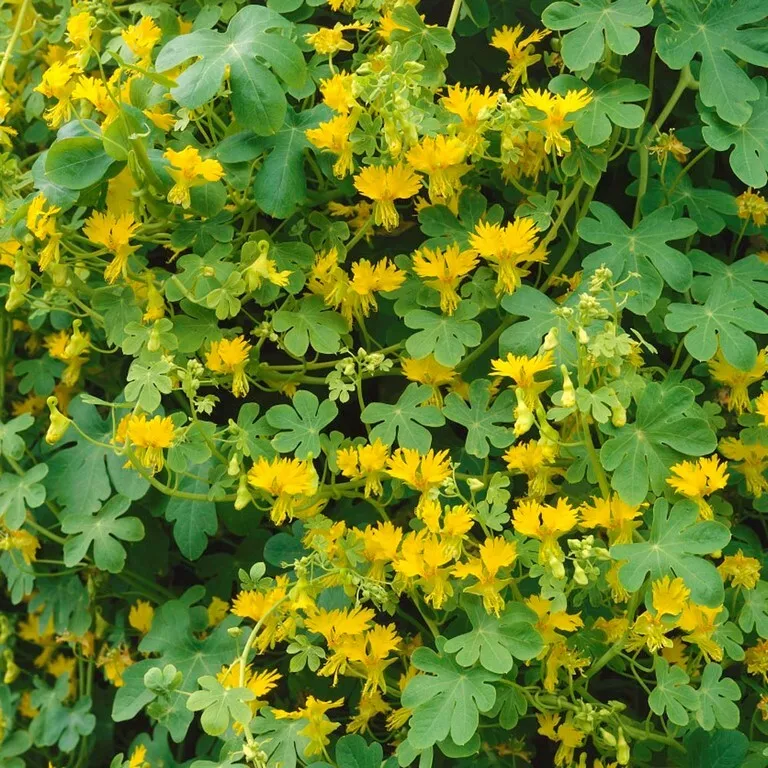 15 Seeds Nasturtium Canary Creeper - $9.70