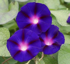 Morning Glory Grandpa Ott Seeds 30 Purple Flower Vine Ipomoea Purpurea F... - $3.78