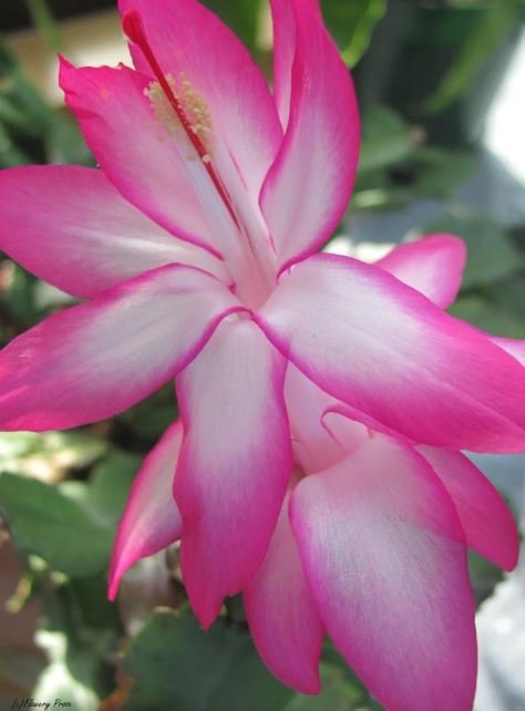Schlumbergera Flores Christmas Cactus plantas Mixed Color- (Color: 8) 100 seeds Item image 3