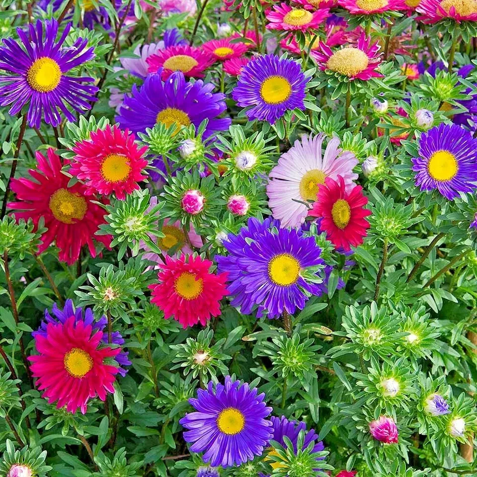 KingStore 301 Giant California China Aster Mix Cut Flowers Planting Seeds - $9.76