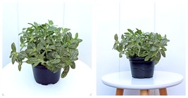 4” pot Fittonia Albivenis Plant Nerve Plant, Mosaic Plant LIVE HOUSEPLANT  - £35.58 GBP