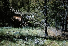 1960 Yellowstone Elk Woods Parking Lot Wyoming Kodachrome 35mm Slide - £2.73 GBP