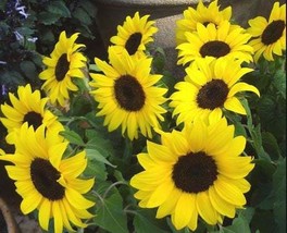 Lemon Queen Sunflower Seeds - Organic &amp; Non Gmo Seeds - Heirloom Flower ... - £1.75 GBP