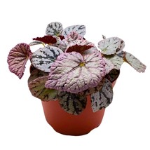 Begonia Rex Siver Dollar in a 6 inch White Round Leaves - $27.83