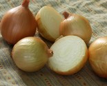 Onion Seeds 100 Texas Early Grano  Allium Short Day Vegetable - $8.99