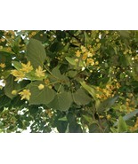 HSeeds American Linden, Basswood Tree (Tilia Americana), 8 Seeds - $6.35 CAD