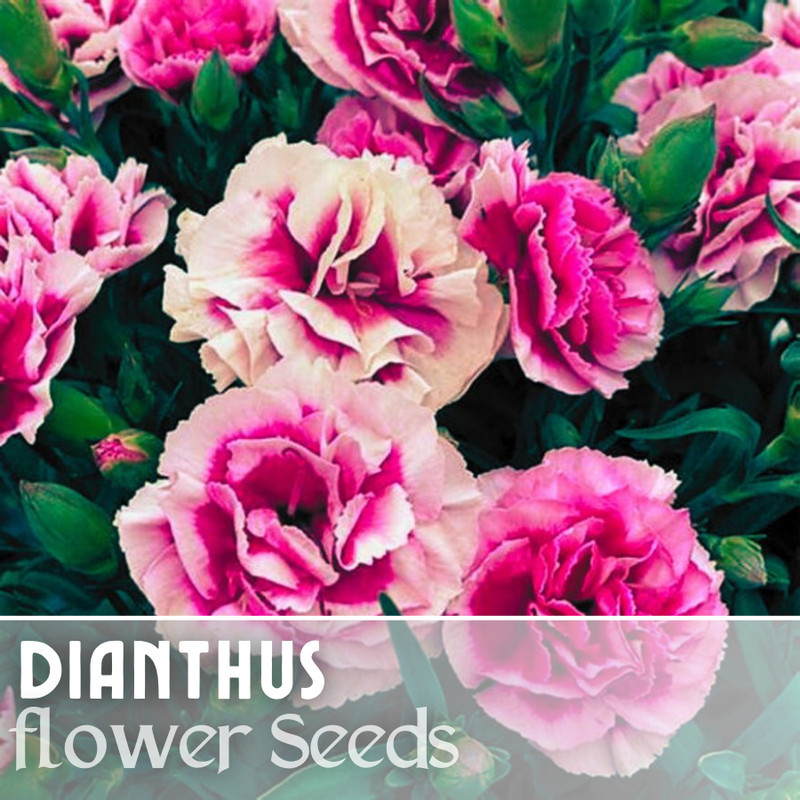 PSA 500 Adorable Torte Dianthus Seeds Annual Flowers Seeds Carnation Eas... - $14.33