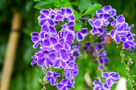 TISSEEDS 10 Golden Dewdrop Duranta Erecta Repens Blue Violet Flower Orange Shrub - £6.93 GBP