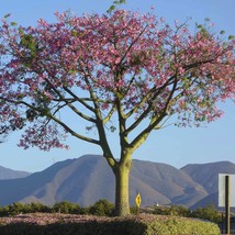 Silk Floss Tree Seeds Chorisia Speciosa USA SELLER - £8.35 GBP