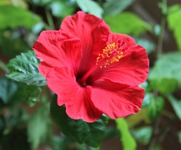 Live Starter Plant Hibiscus Red Flower Summer Blooming - £14.33 GBP