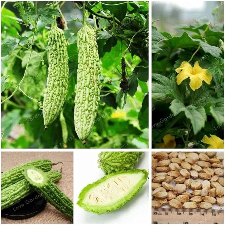 20 Organic Green Skin Long Bitter Gourd Seeds , Kh? Qua M? Tri Di, 2025 ... - $10.64