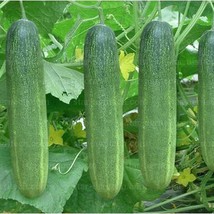 Thai Long Cucumber Seed Tang Ran Seeds Gardening USA Shipping - $10.00